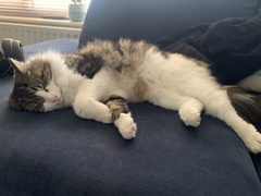 Would love to know my cat’s parentage
