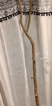 I dragged a branch home, what do I do with it?!