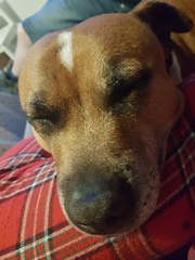 Staffys - tell me honestly, do they deserve such a bad rep