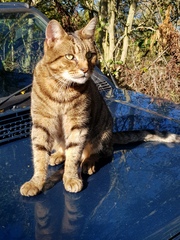 Thug cat part 4.  After all, it's not my Axminster.