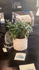 I need a house plant that doesn't die easily