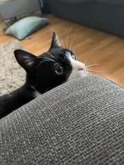To wonder what your cat/s is called