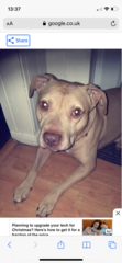 Staffys - tell me honestly, do they deserve such a bad rep