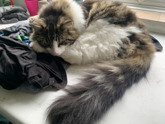 Would love to know my cat’s parentage