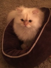 Rescue cat refusing all comforts