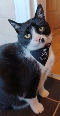 To wonder what your cat/s is called
