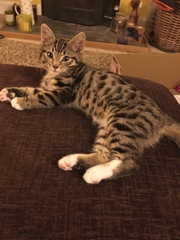 Tabby or some other mix? Kitten Pics!