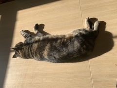 Rescue cat refusing all comforts