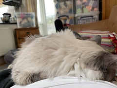 Help!  I'm trapped under a cat