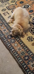 Which dog stops you in your tracks?