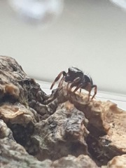 I got a spider!! (Spider pictures included)