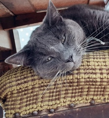 To wonder what your cat/s is called