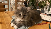To wonder what your cat/s is called