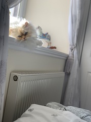 Do your cats sleep in your bedroom?