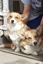 Which dog stops you in your tracks?
