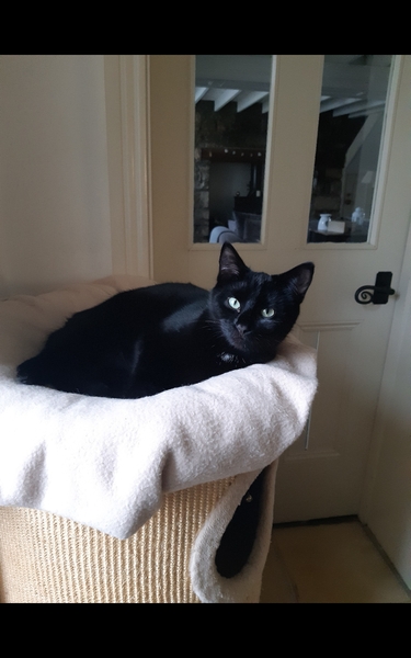 Can you get rid of fleas if cat visits another house?