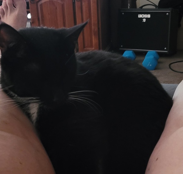 My cat is an arsehole