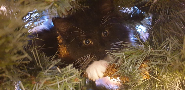 Kittens/Cats and Christmas Trees