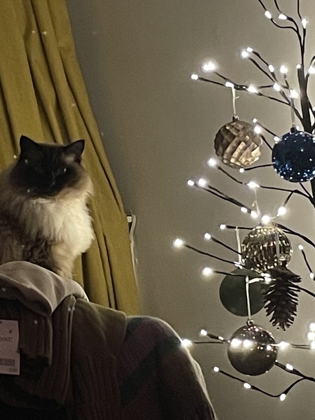 Xmas and your cats