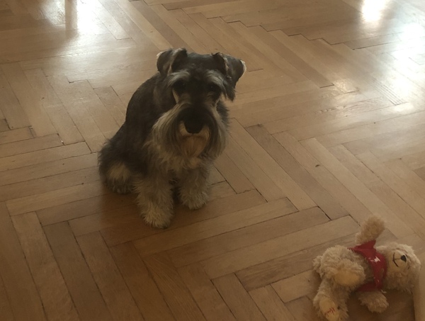 Posh dog breeds (just for fun!)