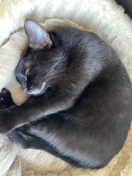 Please share with me!! Pics of your cats and their funniest little quirks!