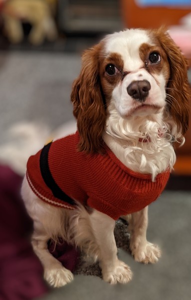 Dressing dogs up