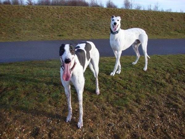 Greyhound (or just general dog) Essentials
