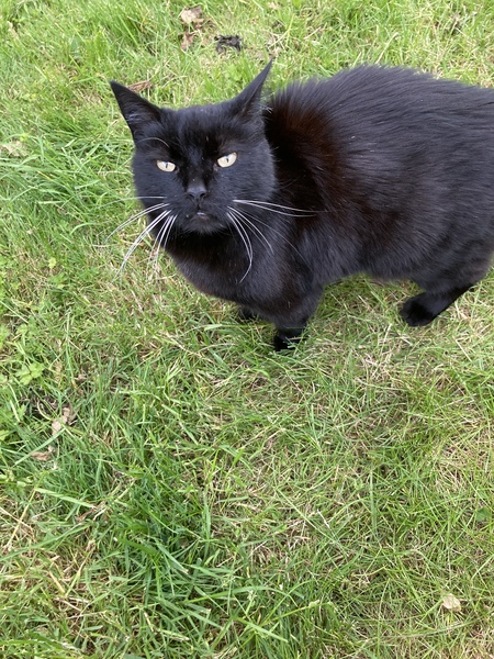 Brexit mega thread part 4 : non goady thread : Christmas edition