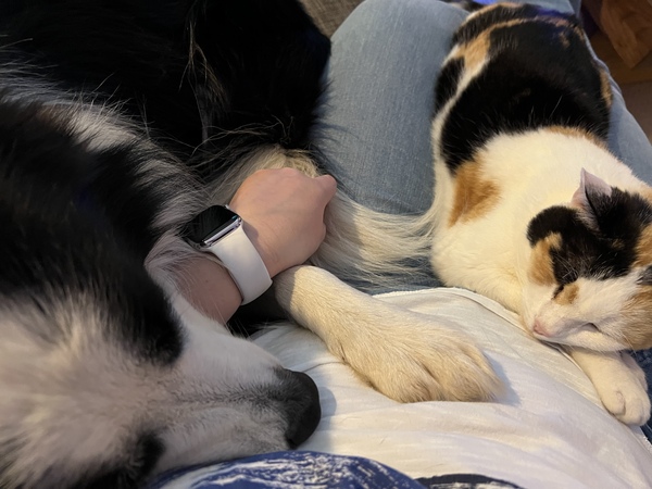 Such happy! My dog and cat are both cuddling me