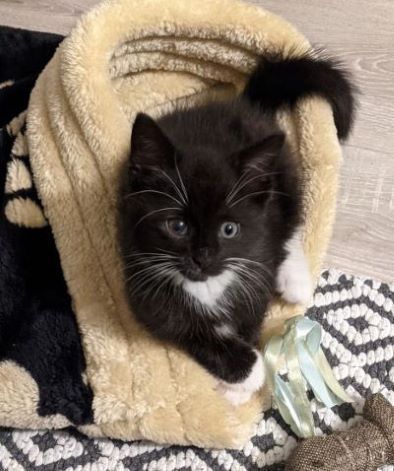 Huge kitten regret