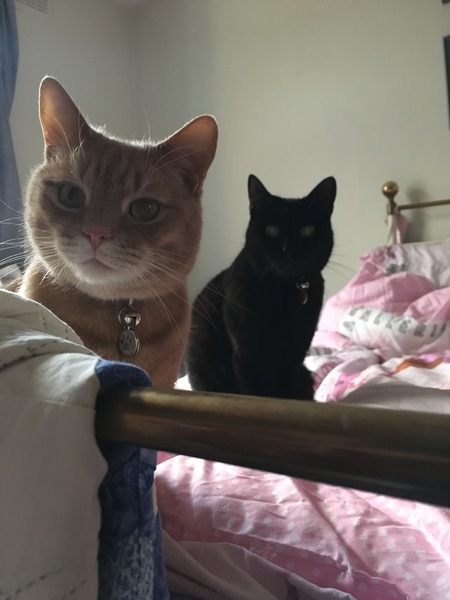 My cat is an arsehole