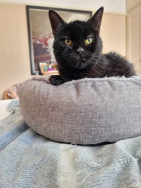 Is there anything better than adopted cat love?