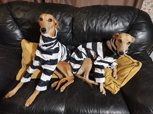 To think dogs don't need clothes