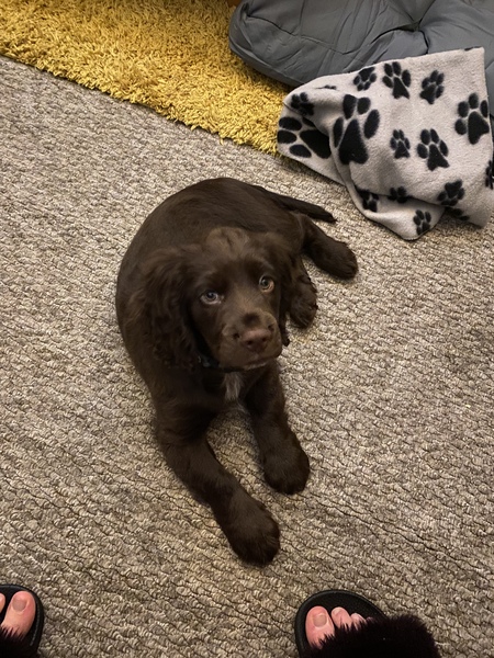 Puppy survival thread. Nov. Read this and buy a hamster instead