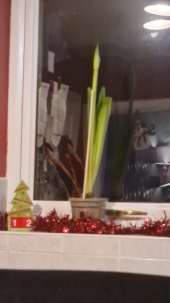 Just how tall does an amaryllis plant get!?