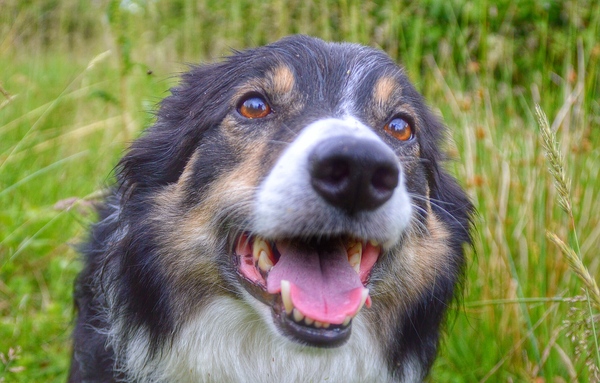 Want a dog but not a puppy or volatile rescue
