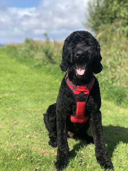 How do I fatten up my 1yo Cockapoo?