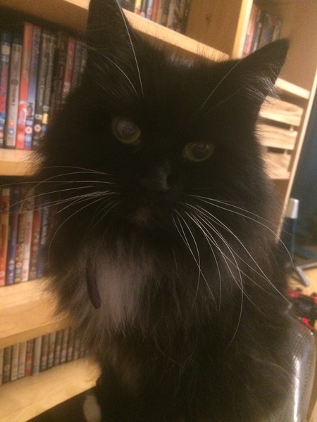 Talk to me re black cats…