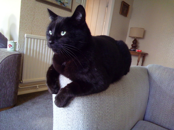 Talk to me re black cats…