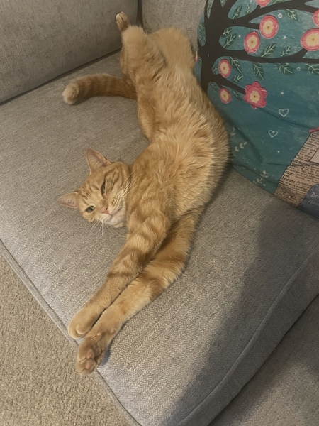 My cat is an arsehole