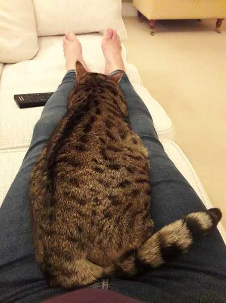 My cat is an arsehole