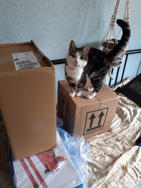 My cat is an arsehole