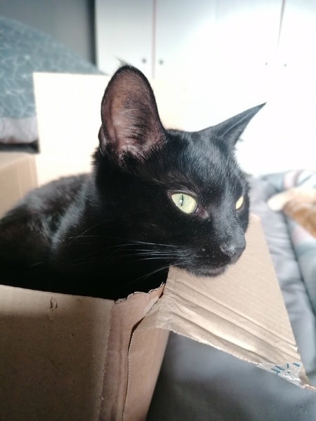 Talk to me re black cats…