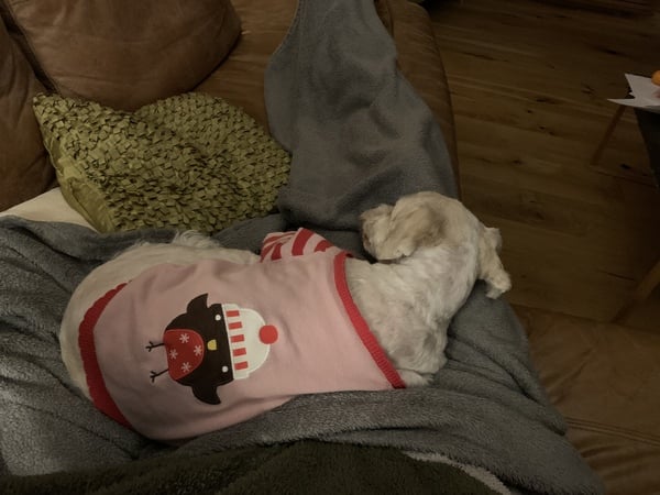 Dressing dogs up