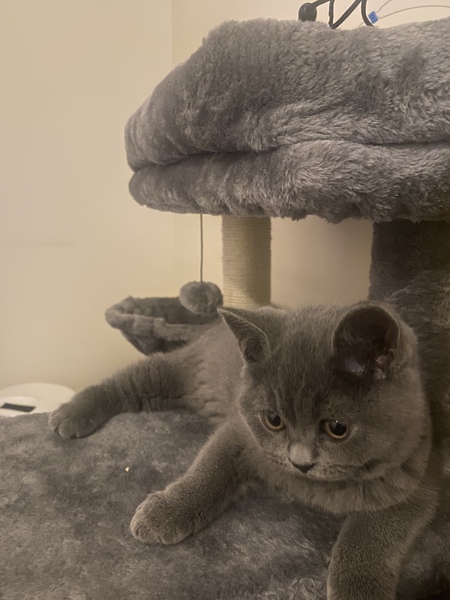 New kitten