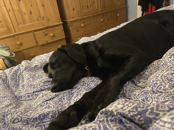 Dogs from overseas. Have you adopted one.