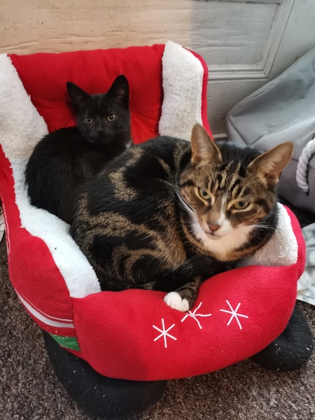 Advice - introducing new feral kitten to cat