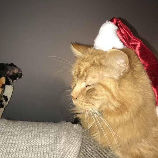Chez Ollie - Free head boops for everyone
