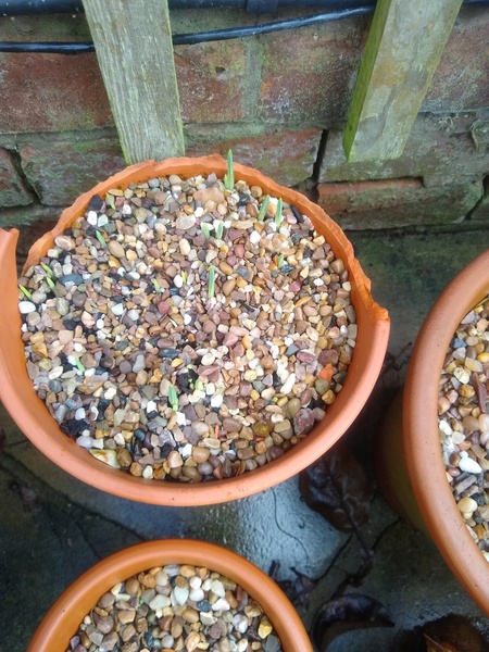 Any Witches Here? Part 16