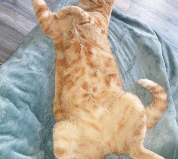 Tummy tickles